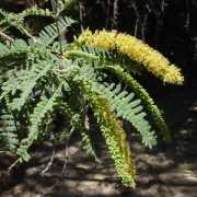 Velut