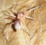 bugguide.net Velvety