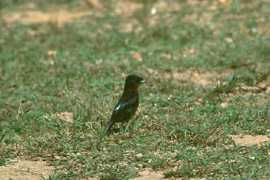 worldbirds.eu Velvety