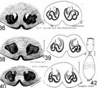 salticidae.org Venat