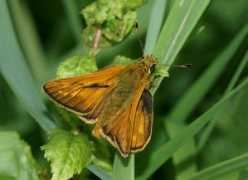 learnaboutbutterflies.com Venata