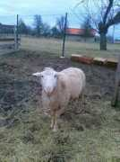 farmovychovdrubeze.websnadno.cz Vendelin