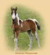 knightsbridgefarm.org Venecian