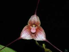 orchidsonline.com.au Venefica