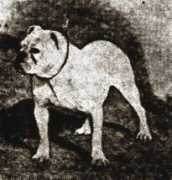 bulldogpedigree.com Venesta