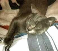 gotcatsonline.com Venisia