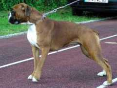 Vennice