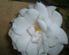 justliss.com Venter