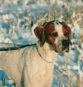 dogzonline.com.au Ventina