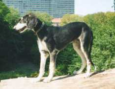 Veqar