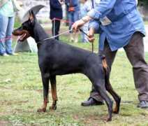 dobermann-review.com Veradi