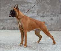 clikkailboxer.com Veraldo