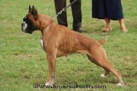 clikkailboxer.com Veraldo