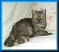 british-shorthair.net Verane