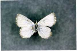 butterfliesofamerica.com Verania