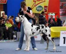 stoneridgegreatdanes.com Verax