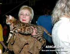 bengals.ru Verett