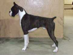 encoreboxers.com Vergamini