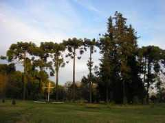 Vergel