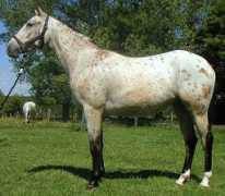 boxer.mon.ami.free.fr Vergnole