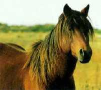 all-creatures.org Veriana