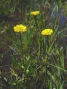 alabamaplants.com Vernale