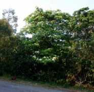 zimbabweflora.co.zw Vernicia