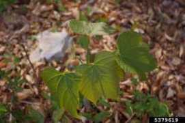 invasive.org Vernicia