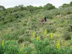 faysafaris.com Vernocia