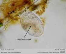 microscopy-uk.org.uk Verolet