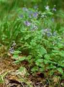speedwell.oxon.sch.uk Veronicaa