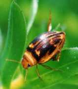 microcosmos.nl Versic