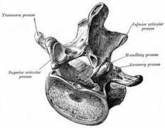 daviddarling.info Vertebra