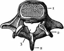 etc.usf.edu Vertebra