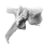 visuallymedical.com Vertebra