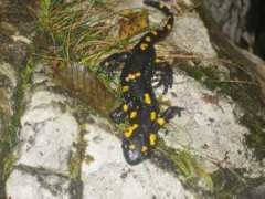 ilufdelpizolda.it Vertova