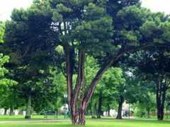 treesandshrubs.about.com Verzo