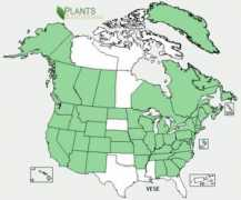 ontariowildflowers.com Vese