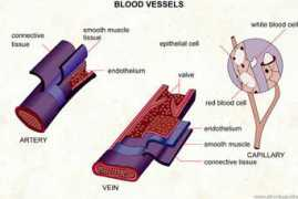 infovisual.info Vessels