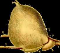 cosmovisions.com Vessies