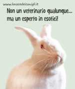 lavocedeiconigli.it Veterinari
