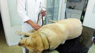 lanazione.it Veterinaria