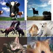 rebelmed.com Veterinaria