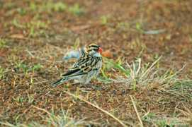 oiseaux.net Veuve
