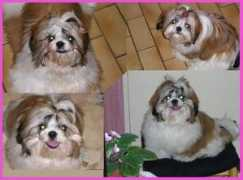 shihtzu.free.fr Vezia