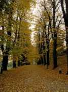 Viale