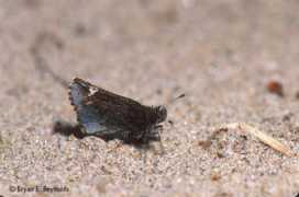 butterfly.ucdavis.edu Vialis