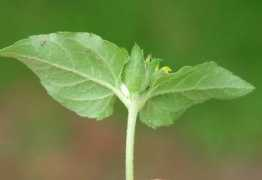 sbs.utexas.edu Vialis