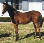texasarabianbreeders.com Viansa