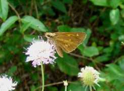 dallasbutterflies.com Viator